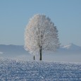 Time for a wintery martini